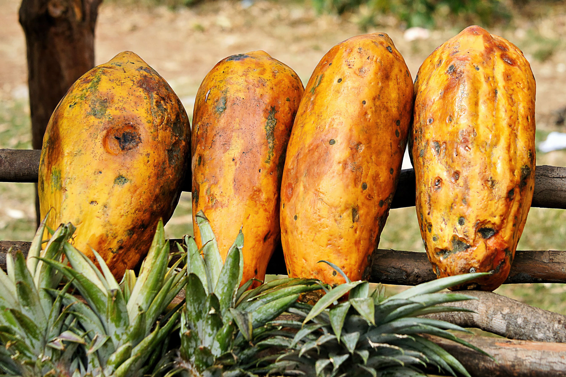 Papayafrüchte auf dem Markt von Ambalavao